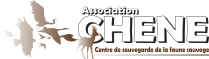 Logo chene