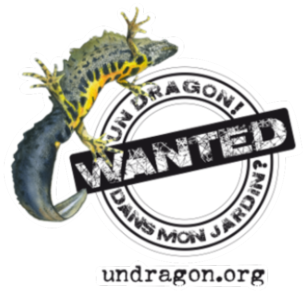 Logo un dragon dans mon jardin