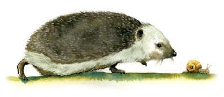 Illustration herisson