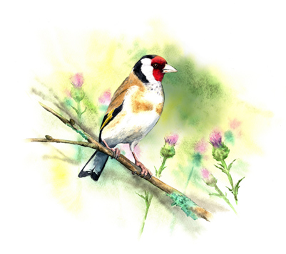 Illustration oiseau