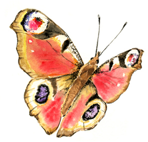 Illustration papillon
