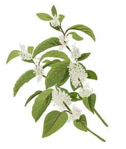 Illustration plante