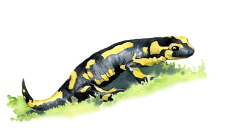 Illustration salamandre